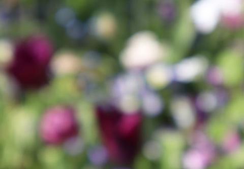 Visuel de l'exposition "Le Temps des fleurs" représentant une photo de fleurs floutée