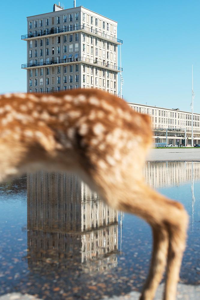 L'herbe folle, l'angle droit, l'horizon et la girafe (l'espace du vivant dans Le Havre de Perret)